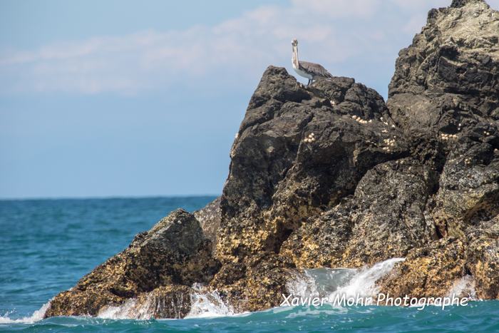Pélican sur son rocher