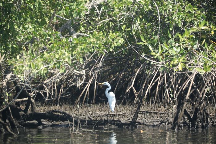 Grande aigrette dans la mangrove
