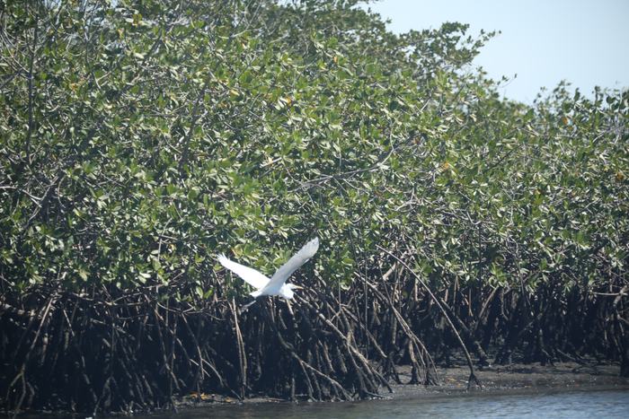 Aigrette en vol