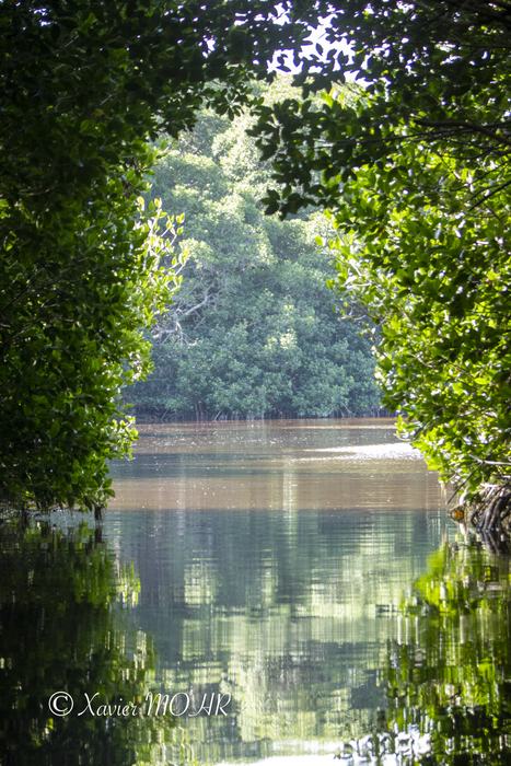 Reflets dans la mangrove