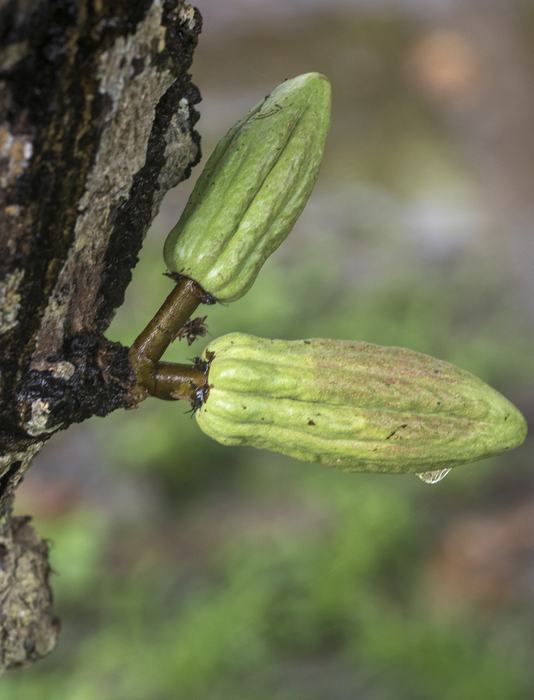 Cabosses de cacao